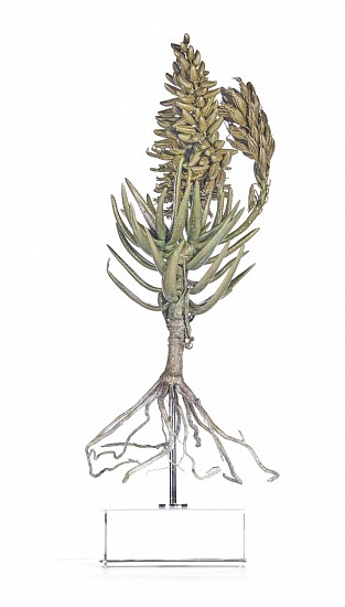 NIC BLADEN, Aloidendron dichotomum (i)<br />
Bronze on crystal base