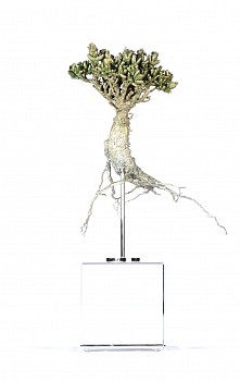 antimima pygmaea witkranzvygie