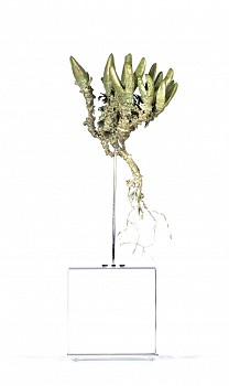 antimima ventricosa lutzvillevygie