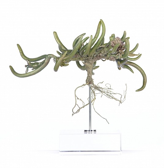 NIC BLADEN, Cephalophyllum alstonii
Bronze on crystal base