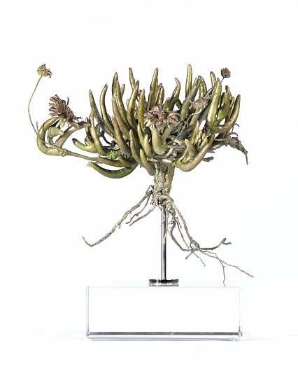 NIC BLADEN, Cephalophyllum pulchrum<br />
Bronze on crystal base