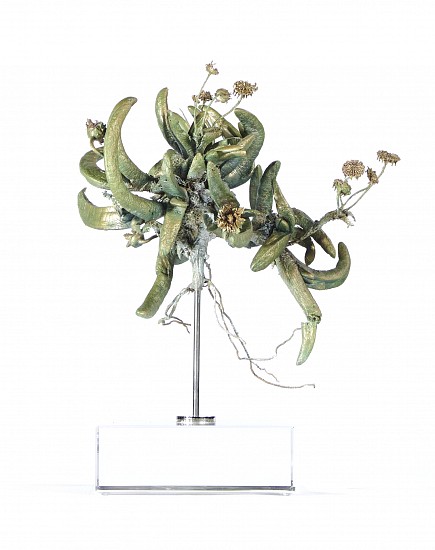 NIC BLADEN, Cephalophyllum spissum<br />
Bronze on crystal base