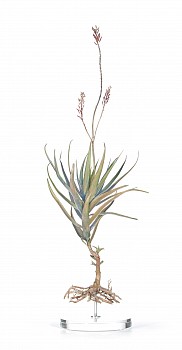 Aloiampelos tenuior(ii)