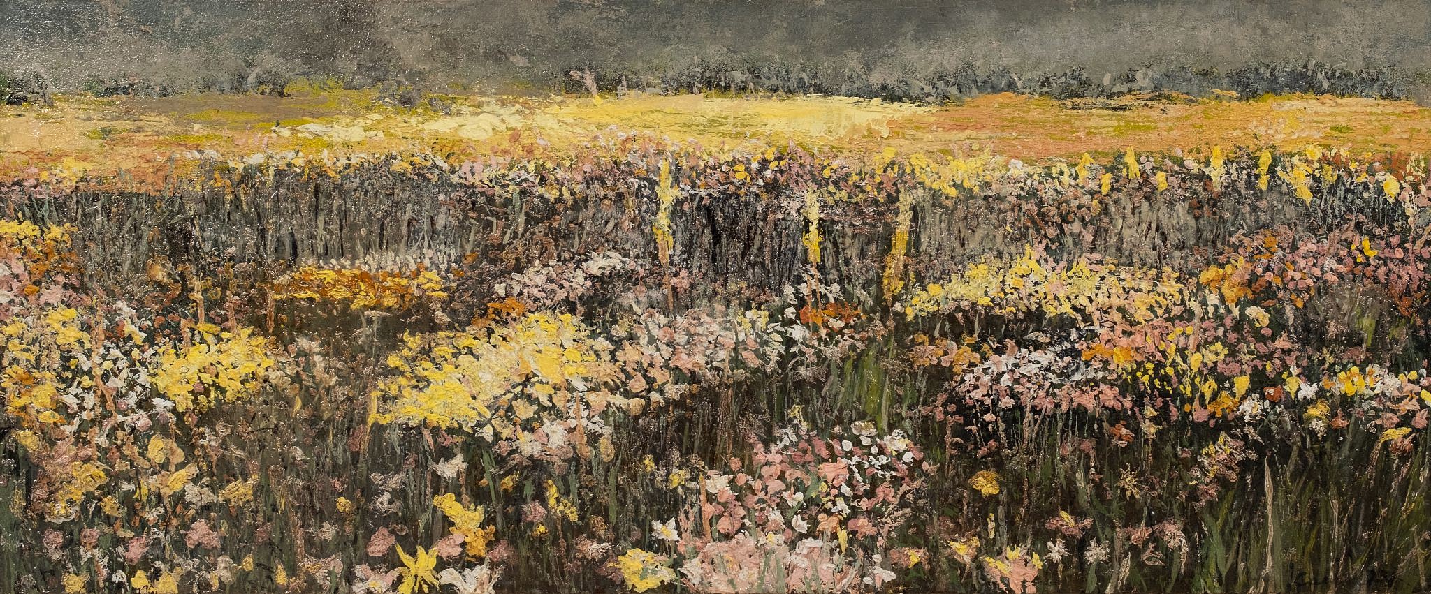 arabella caccia namaqualand flowers oil on board 25 x 60 cm hr c matt slater 1 cropped