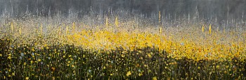 arabella caccia namaqualand oil on board 60 x 180 cm hr c matt slater 1 cropped