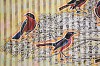 Gary Stephens, Crimson Breasted Shrike, Dawn Acacia, 99 x 155, charcoal, chalk pastel and newsprint collage on pleated paper LR (detail 1)