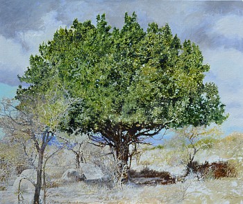 2. SPINY MONKEY ORANGE I, Eastern Cape, Oil on Belgian linen, 100 x 120cm