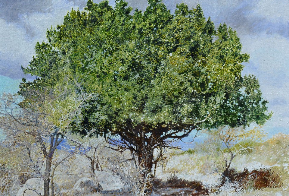 2. SPINY MONKEY ORANGE I, Eastern Cape, Oil on Belgian linen, 100 x 120cm