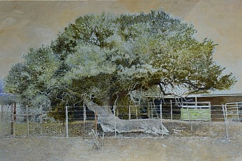 BEDFORD BOSCIA, Boscia oleoides, Karoo Shepherd's Tree. Oil on Belgian Linen, 100 x 150cm