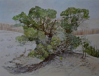 DESERT POPLAR, Taklamakan Desert, China, Oil on Belgian linen, 100 x 130cm