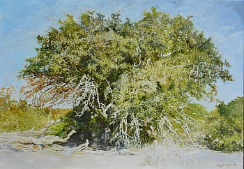 SPINY MONKEY ORANGE II, Strychnos spinosa, Kruger National Park. Oil on Belgian Linen, 70 x 100cm BANNER