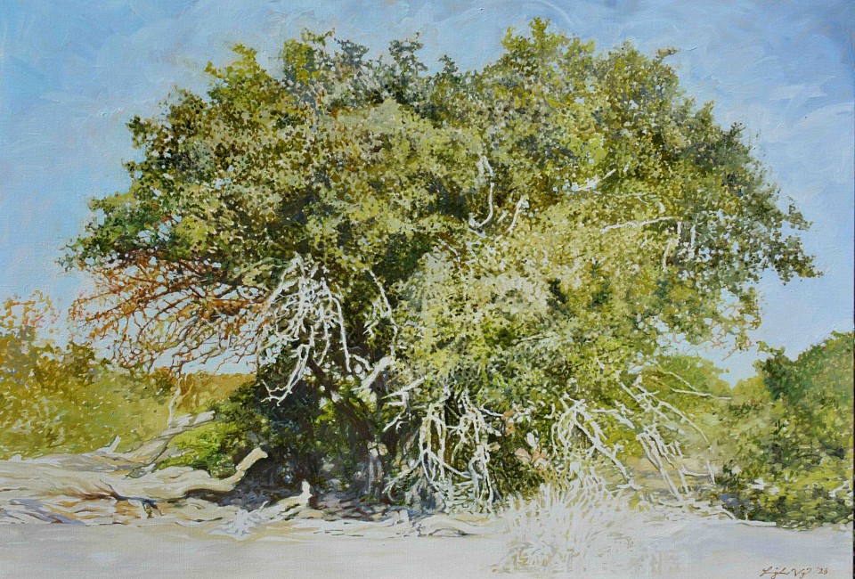 SPINY MONKEY ORANGE II, Strychnos spinosa, Kruger National Park. Oil on Belgian Linen, 70 x 100cm BANNER