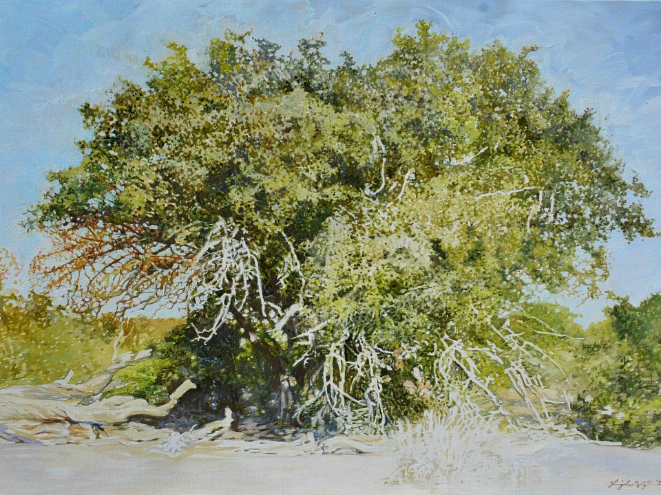 SPINY MONKEY ORANGE II, Strychnos spinosa, Kruger National Park. Oil on Belgian Linen, 70 x 100cm BANNER