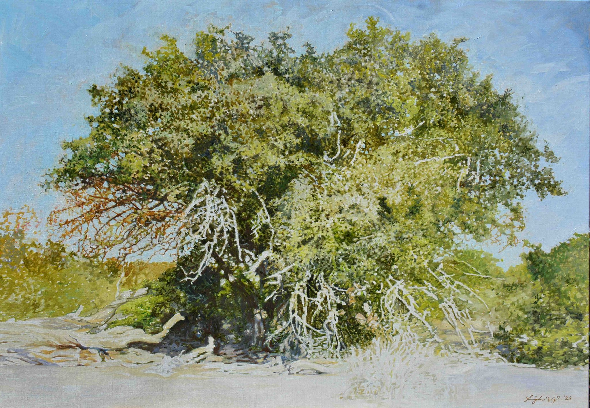 SPINY MONKEY ORANGE II, Strychnos spinosa, Kruger National Park. Oil on Belgian Linen, 70 x 100cm BANNER
