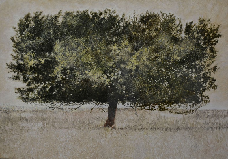 LEIGH VOIGT, Black Wattle, Acacia mearnsii, Ermelo
oil on Belgian Linen