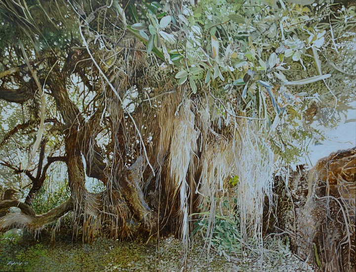LEIGH VOIGT, Daisy's Tree, Milkwood, Sideroxylon inerme
oil on Belgian Linen
