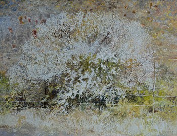 KAROO THORN BUSH or SWEET THORN, Vachellia (Acacia) Karroo. Oil on Belgian Linen, 100 x 130cm
