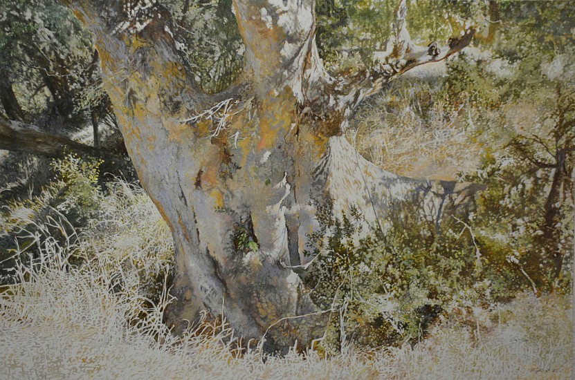 LEIGH VOIGT, Sycamore Fig, Ficus sycomorus, Kruger National Park
oil on Belgian Linen