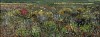 Arabella Caccia, Karoo Veld, oil on board, 14.5 x 40 cm HR (c) Matt Slater (1) FRAME CROPPED