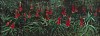 Arabella Caccia, Winter Aloes, oil on board, 14.5 x 40 cm HR (c) Matt Slater (1) FRAMED CROPPED