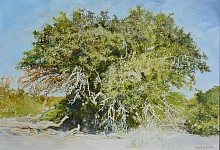 SPINY MONKEY ORANGE II, Strychnos spinosa, Kruger National Park. Oil on Belgian Linen, 70 x 100cm BANNER