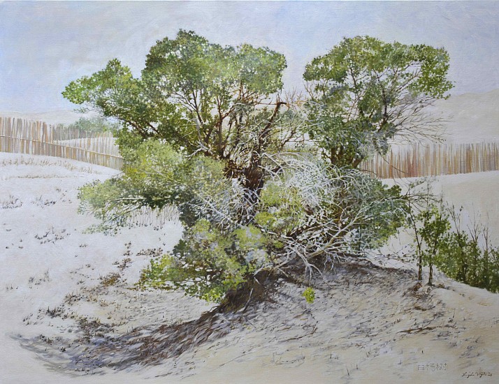 LEIGH VOIGT, Desert Poplar, Populus euphratica, Taklamakan Desert, China
oil on Belgian Linen