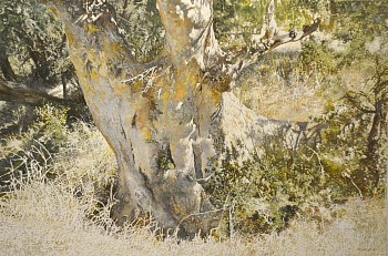 11. SYCAMORE FIG, Ficus sycamorus, Kruger National Park. Oil on Belgian Linen, 100 x 150cm edit