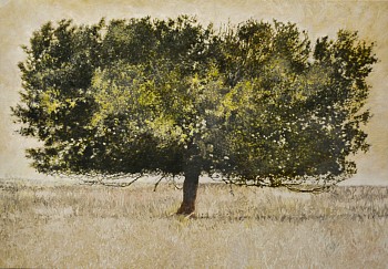 7. BLACK WATTLE, Acacia mearnsii, Ermelo. Oil on Belgian Linen, 70 x 100cm adjusted