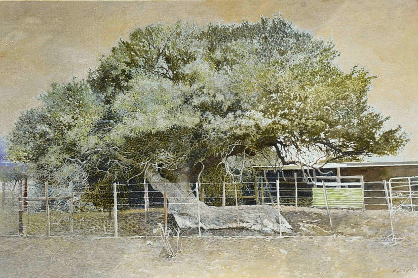 LEIGH VOIGT, Bedford Boscia, Karoo Shepherd's Tree, Boscia oleoides
oil on Belgian Linen
