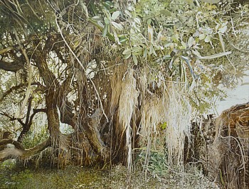 1. DAISY'S TREE, Sideroxylon inerme. Oil on Belgian Linen 100 x 130cm edited