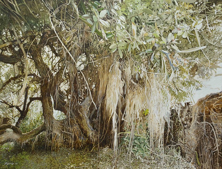 LEIGH VOIGT, Daisy's Tree, Milkwood, Sideroxylon inerme
oil on Belgian Linen